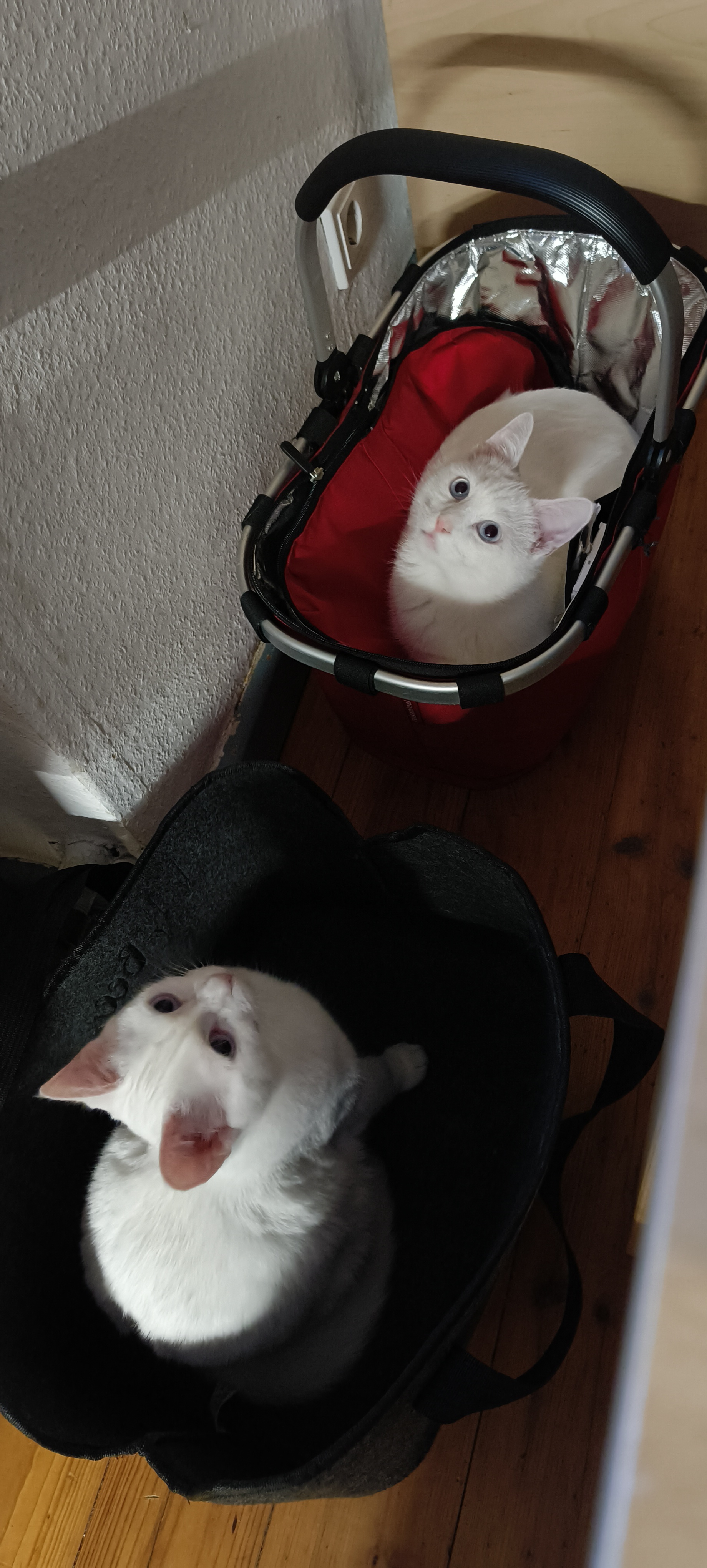 Spike und Snow_IMG_20250122_170130156.jpg